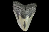 Bargain, Fossil Megalodon Tooth - North Carolina #92446-1